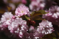 Canon EOS 5D Mark II, 2011:05:09 17:05:03 -- 1/1600 sec, f/4.0.  No Flash, Compulsory.5616x3744 Off.