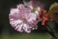 Canon EOS 5D Mark II, 2011:05:09 17:06:25 -- 1/1250 sec, f/4.0.  No Flash, Compulsory.5616x3744 Off.