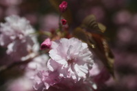Canon EOS 5D Mark II, 2011:05:09 17:07:29 -- 1/1250 sec, f/4.0.  No Flash, Compulsory.5616x3744 Off.