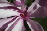 Canon EOS 5D Mark II, 2011:05:09 17:08:50 -- 1/1600 sec, f/4.0.  No Flash, Compulsory.5616x3744 Off.