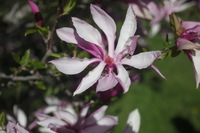 Canon EOS 5D Mark II, 2011:05:09 17:11:44 -- 1/2000 sec, f/4.0.  No Flash, Compulsory.5616x3744 Off.