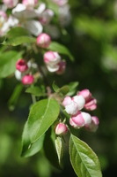 Canon EOS 5D Mark II, 2011:05:09 17:12:24 -- 1/640 sec, f/4.0.  No Flash, Compulsory.5616x3744 Off.