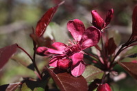 Canon EOS 5D Mark II, 2011:05:09 17:13:24 -- 1/125 sec, f/6.3.  No Flash, Compulsory.5616x3744 Off.