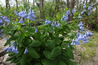 Canon EOS 5D Mark II, 2011:05:10 15:24:20 -- 1/125 sec, f/8.0.  No Flash, Compulsory.5616x3744 Off.