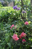 Canon EOS 5D Mark II, 2011:05:25 08:08:07 -- 1/60 sec, f/5.6.  No Flash, Compulsory.5616x3744 Off.