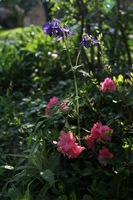 Canon EOS 5D Mark II, 2011:05:25 08:08:27 -- 1/250 sec, f/4.0.  No Flash, Compulsory.5616x3744 Off.