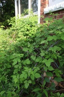 Canon EOS 5D Mark II, 2011:05:25 08:11:39 -- 1/80 sec, f/5.6.  No Flash, Compulsory.5616x3744 Off.
