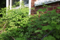 Canon EOS 5D Mark II, 2011:05:25 08:11:48 -- 1/125 sec, f/5.6.  No Flash, Compulsory.5616x3744 Off.