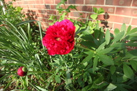 Canon EOS 5D Mark II, 2011:05:25 08:21:05 -- 1/80 sec, f/6.3.  No Flash, Compulsory.5616x3744 Off.