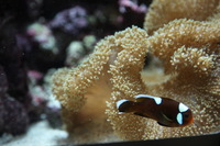 Canon EOS 5D Mark II, 2011:06:28 16:03:49 -- 1/100 sec, f/4.0.  No Flash, Compulsory.5616x3744 Off.