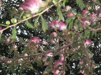 Canon PowerShot A590 IS, 2011:12:23 17:50:40 -- 1/60 sec, f/5.5.  Flash, Auto, Red-Eye Reduce.3264x2448 Red-Eye Reduction (Auto).