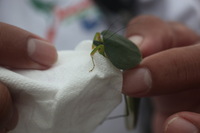 Canon EOS 5D Mark II, 2011:12:25 09:12:06 -- 1/200 sec, f/6.3.  No Flash, Compulsory.5616x3744 Off.