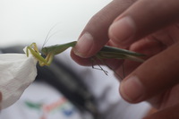 Canon EOS 5D Mark II, 2011:12:25 09:12:48 -- 1/200 sec, f/5.6.  No Flash, Compulsory.5616x3744 Off.