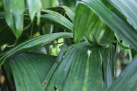 Canon EOS 5D Mark II, 2011:12:25 09:15:07 -- 1/100 sec, f/4.0.  No Flash, Compulsory.5616x3744 Off.