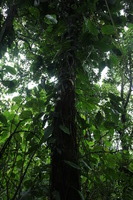 Canon EOS 5D Mark II, 2011:12:25 09:23:52 -- 1/25 sec, f/4.0.  No Flash, Compulsory.5616x3744 Off.