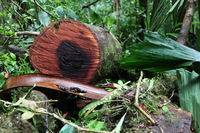 Canon EOS 5D Mark II, 2011:12:25 09:29:02 -- 1/30 sec, f/4.0.  No Flash, Compulsory.5616x3744 Off.