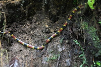 Canon EOS 5D Mark II, 2011:12:25 09:30:48 -- 1/13 sec, f/4.0.  No Flash, Compulsory.5616x3744 Off.