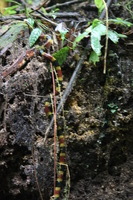 Canon EOS 5D Mark II, 2011:12:25 09:31:17 -- 1/13 sec, f/4.0.  No Flash, Compulsory.5616x3744 Off.