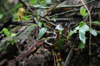 Canon EOS 5D Mark II, 2011:12:25 09:31:23 -- 1/25 sec, f/4.0.  No Flash, Compulsory.5616x3744 Off.