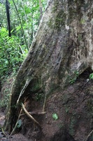 Canon EOS 5D Mark II, 2011:12:25 09:35:52 -- 1/20 sec, f/4.0.  No Flash, Compulsory.5616x3744 Off.