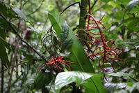 Canon EOS 5D Mark II, 2011:12:25 09:37:15 -- 1/60 sec, f/4.0.  No Flash, Compulsory.5616x3744 Off.