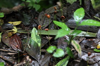 Canon EOS 5D Mark II, 2011:12:25 09:37:27 -- 1/80 sec, f/4.0.  No Flash, Compulsory.5616x3744 Off.