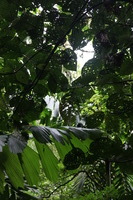 Canon EOS 5D Mark II, 2011:12:25 09:54:10 -- 1/100 sec, f/4.0.  No Flash, Compulsory.5616x3744 Off.