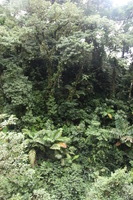 Canon EOS 5D Mark II, 2011:12:25 09:59:41 -- 1/40 sec, f/4.0.  No Flash, Compulsory.5616x3744 Off.