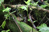 Canon EOS 5D Mark II, 2011:12:25 10:02:43 -- 1/80 sec, f/4.0.  No Flash, Compulsory.5616x3744 Off.