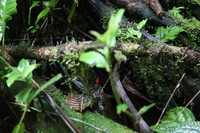 Canon EOS 5D Mark II, 2011:12:25 10:03:14 -- 1/100 sec, f/4.0.  No Flash, Compulsory.5616x3744 Off.