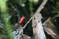 Canon EOS 5D Mark II, 2011:12:25 10:04:24 -- 1/25 sec, f/5.6.  No Flash, Compulsory.5616x3744 Off.