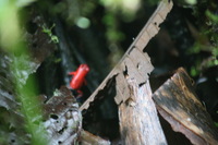 Canon EOS 5D Mark II, 2011:12:25 10:04:24 -- 1/30 sec, f/5.6.  No Flash, Compulsory.5616x3744 Off.