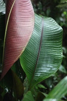 Canon EOS 5D Mark II, 2011:12:25 10:11:21 -- 1/60 sec, f/4.0.  No Flash, Compulsory.5616x3744 Off.