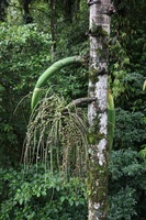 Canon EOS 5D Mark II, 2011:12:25 10:15:35 -- 1/50 sec, f/5.0.  No Flash, Compulsory.5616x3744 Off.