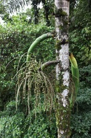 Canon EOS 5D Mark II, 2011:12:25 10:15:54 -- 1/50 sec, f/5.0.  No Flash, Compulsory.5616x3744 Off.