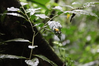 Canon EOS 5D Mark II, 2011:12:25 10:19:35 -- 1/125 sec, f/4.0.  No Flash, Compulsory.5616x3744 Off.