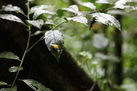 Canon EOS 5D Mark II, 2011:12:25 10:20:04 -- 1/100 sec, f/4.0.  No Flash, Compulsory.5616x3744 Off.