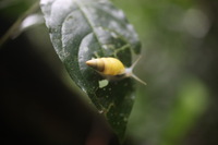 Canon EOS 5D Mark II, 2011:12:25 10:20:56 -- 1/40 sec, f/2.5.  No Flash, Compulsory.5616x3744 Off.