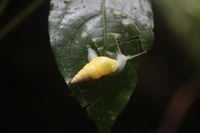 Canon EOS 5D Mark II, 2011:12:25 10:21:18 -- 1/40 sec, f/2.8.  No Flash, Compulsory.5616x3744 Off.