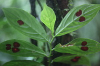 Canon EOS 5D Mark II, 2011:12:25 10:22:05 -- 1/40 sec, f/2.5.  No Flash, Compulsory.5616x3744 Off.