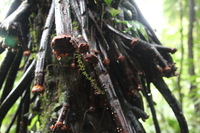 Canon EOS 5D Mark II, 2011:12:25 10:23:50 -- 1/15 sec, f/4.0.  No Flash, Compulsory.5616x3744 Off.