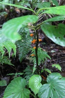 Canon EOS 5D Mark II, 2011:12:25 10:26:36 -- 1/40 sec, f/4.0.  No Flash, Compulsory.5616x3744 Off.