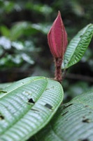 Canon EOS 5D Mark II, 2011:12:25 10:32:54 -- 1/80 sec, f/4.0.  No Flash, Compulsory.5616x3744 Off.