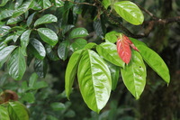 Canon EOS 5D Mark II, 2011:12:25 10:35:13 -- 1/125 sec, f/5.0.  No Flash, Compulsory.5616x3744 Off.