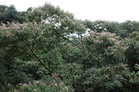 Canon EOS 5D Mark II, 2011:12:25 10:36:09 -- 1/60 sec, f/5.6.  No Flash, Compulsory.5616x3744 Off.