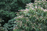 Canon EOS 5D Mark II, 2011:12:25 10:36:45 -- 1/100 sec, f/4.0.  No Flash, Compulsory.5616x3744 Off.