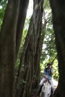 Canon EOS 5D Mark II, 2011:12:27 14:44:18 -- 1/25 sec, f/4.0.  No Flash, Compulsory.5616x3744 Off.
