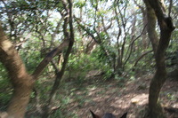 Canon EOS 5D Mark II, 2011:12:27 15:20:47 -- 1/30 sec, f/4.0.  No Flash, Compulsory.5616x3744 Off.