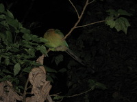 Canon PowerShot A590 IS, 2011:12:27 20:45:38 -- 1/60 sec, f/5.5.  Flash, Auto, Red-Eye Reduce.3264x2448 Red-Eye Reduction (Auto).