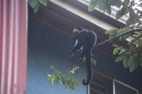 Canon EOS 5D Mark II, 2011:12:28 07:52:50 -- 1/125 sec, f/5.6.  No Flash, Compulsory.5616x3744 Off.